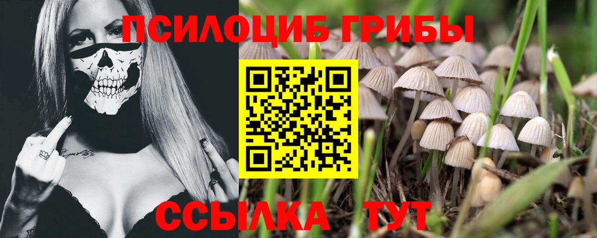 Псилоцибиновые грибы Psilocybe Петрозаводск